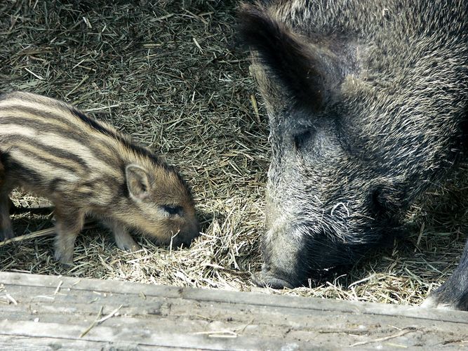 schweinemutti mit kind