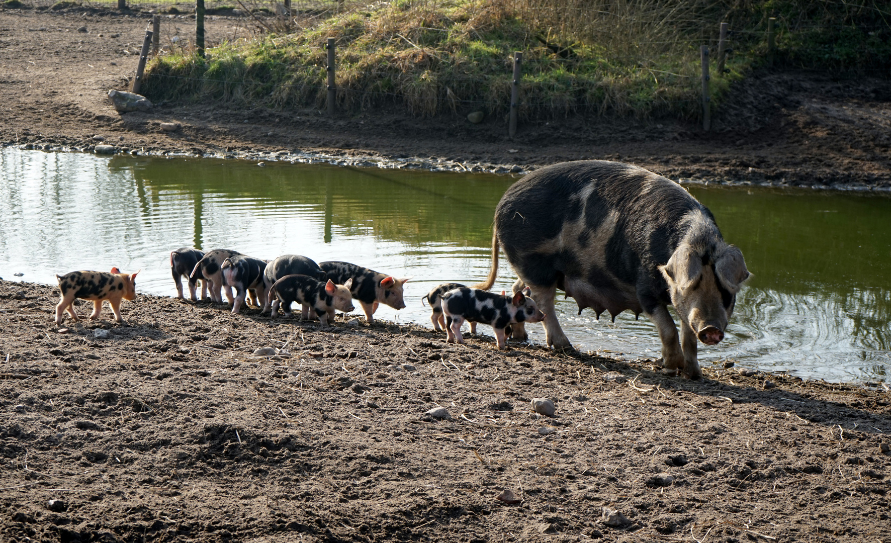 "Schweinenachwuchs" in der Arche Warder