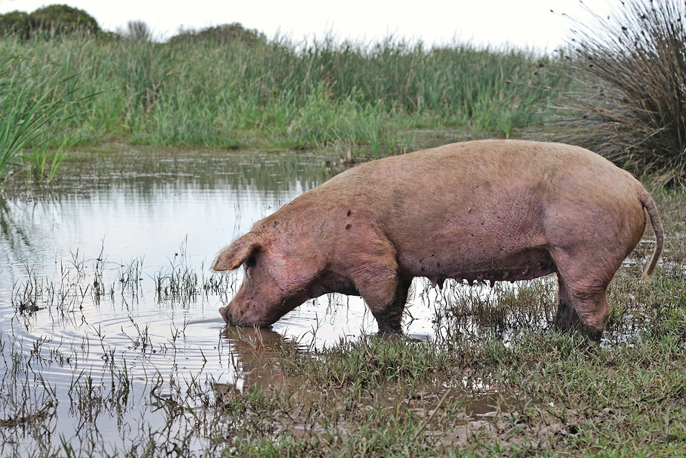 Schweineparadis