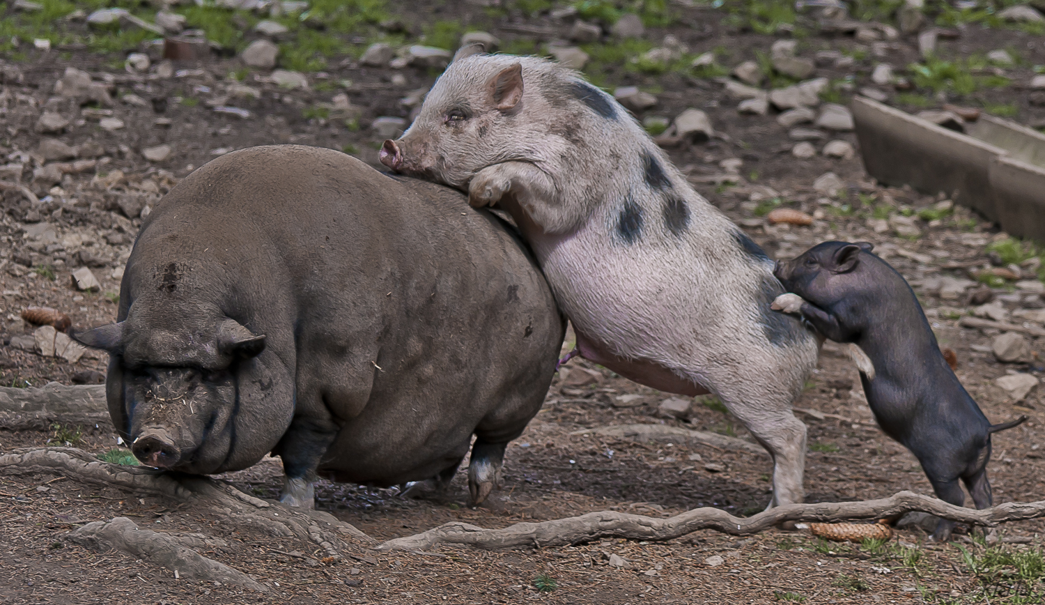 Schweinepolonaise