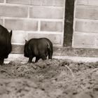 Schweinepopos