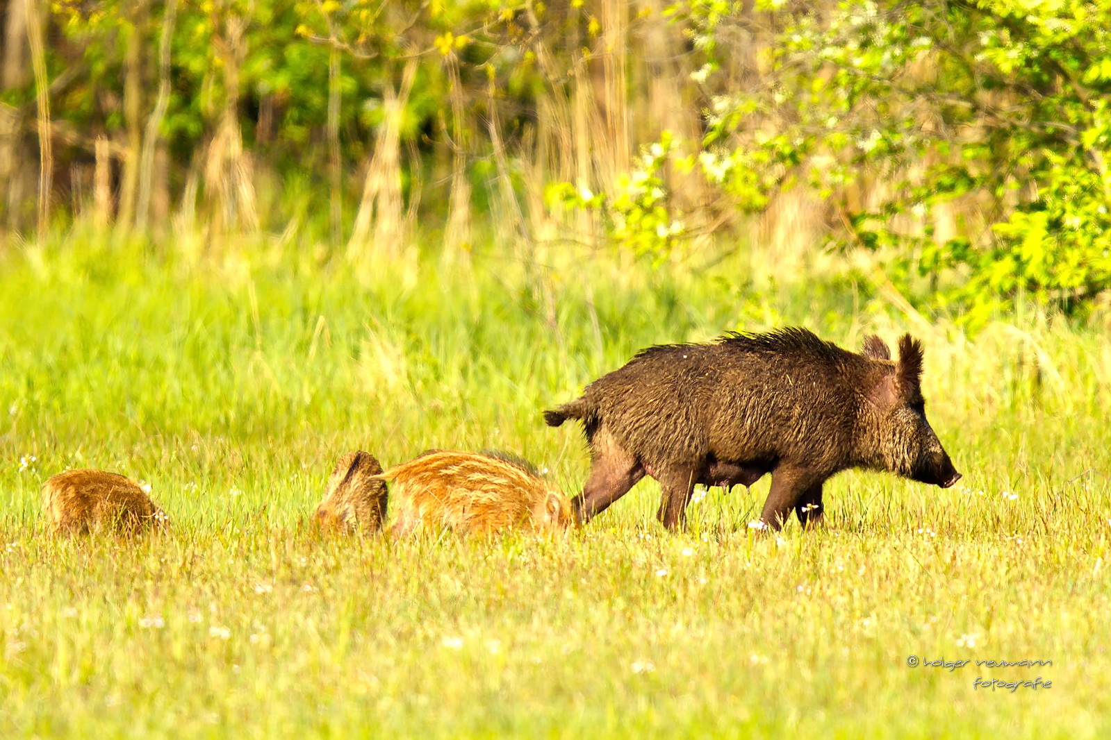 Schweinerei