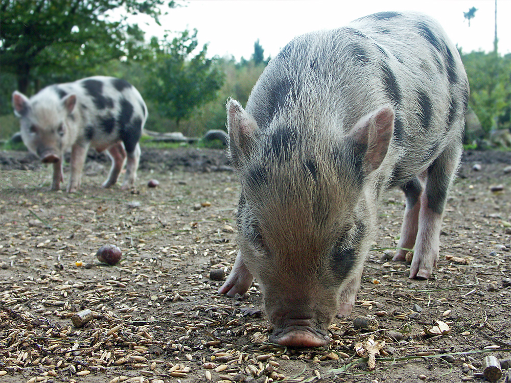 Schweinerei