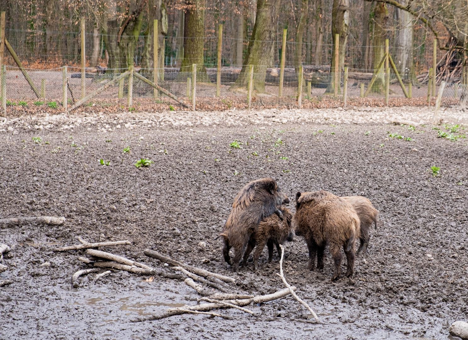 "Schweinerei"