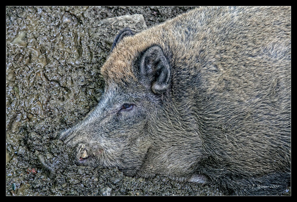 SCHWEINEREI