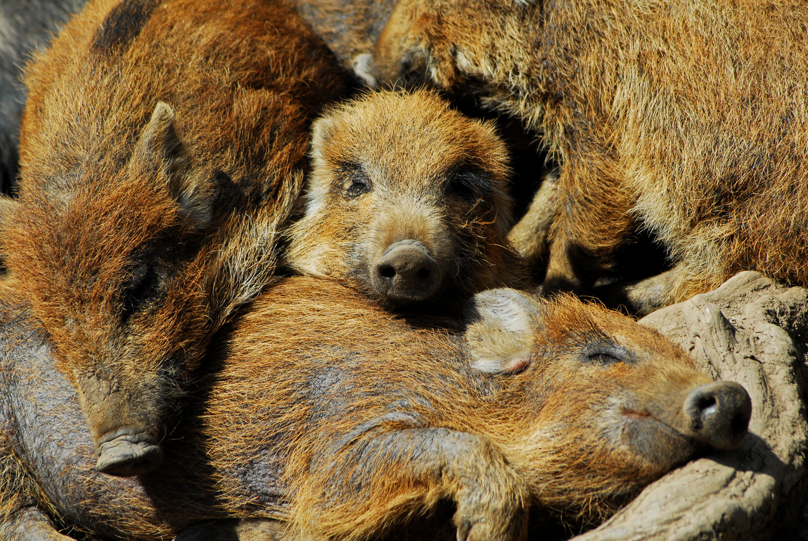 Schweinerei