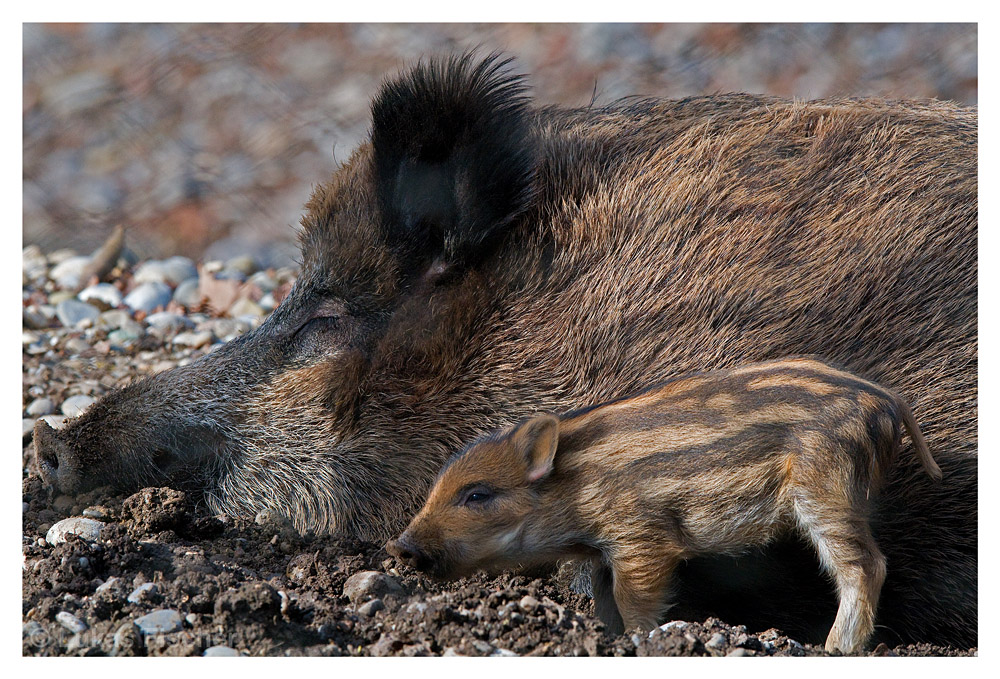 Schweinerei