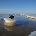 "Schweinerei am Strand" - allein auf der Scholle