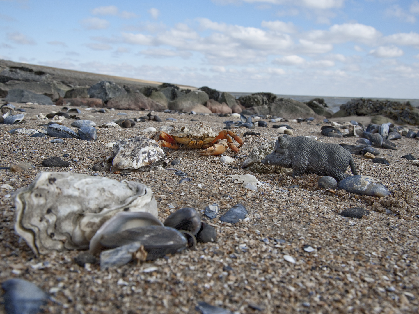 "Schweinerei am Strand" - die Begegnung