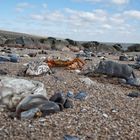 "Schweinerei am Strand" - die Begegnung