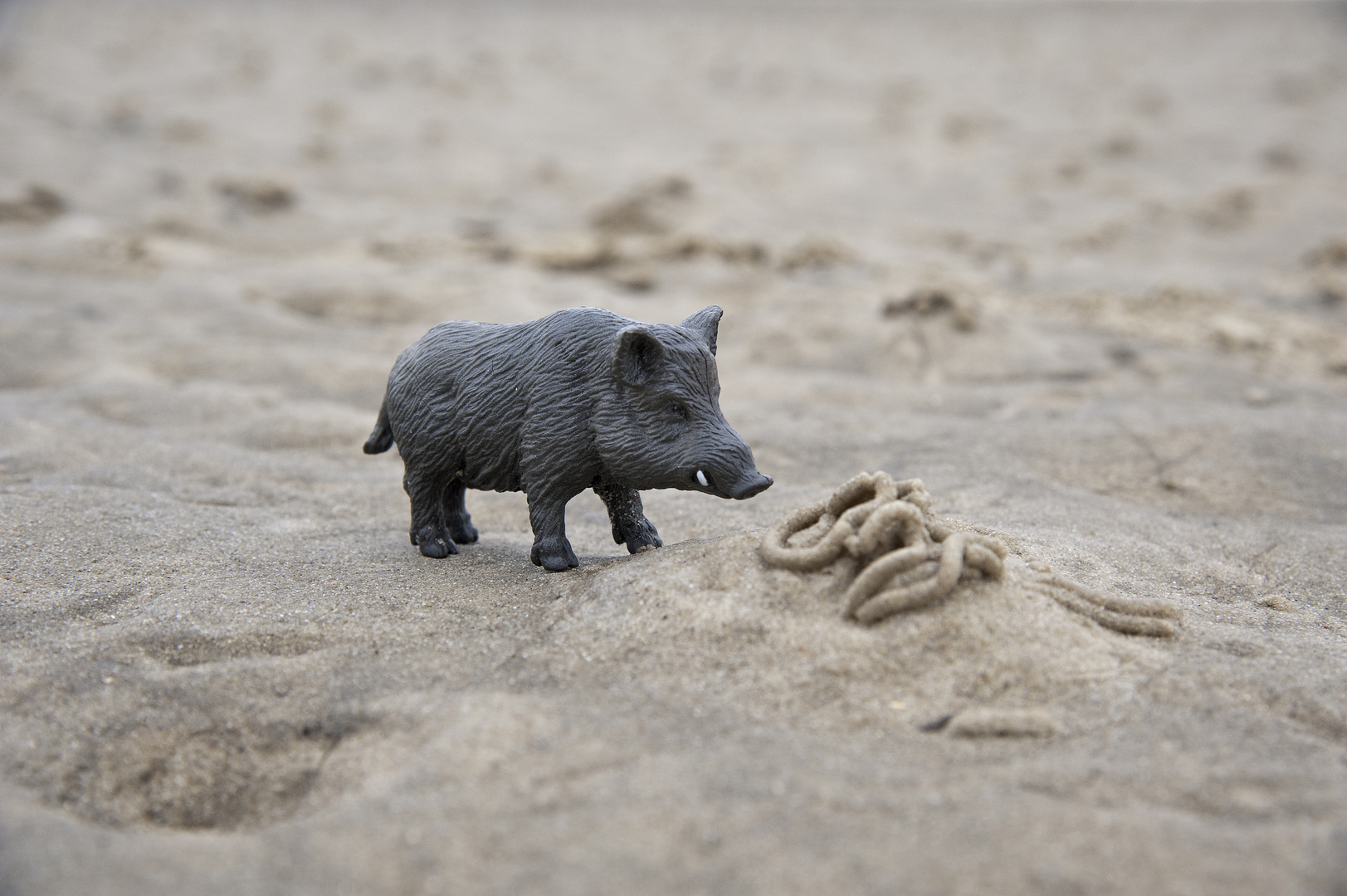 "Schweinerei am Strand" - Im Watt