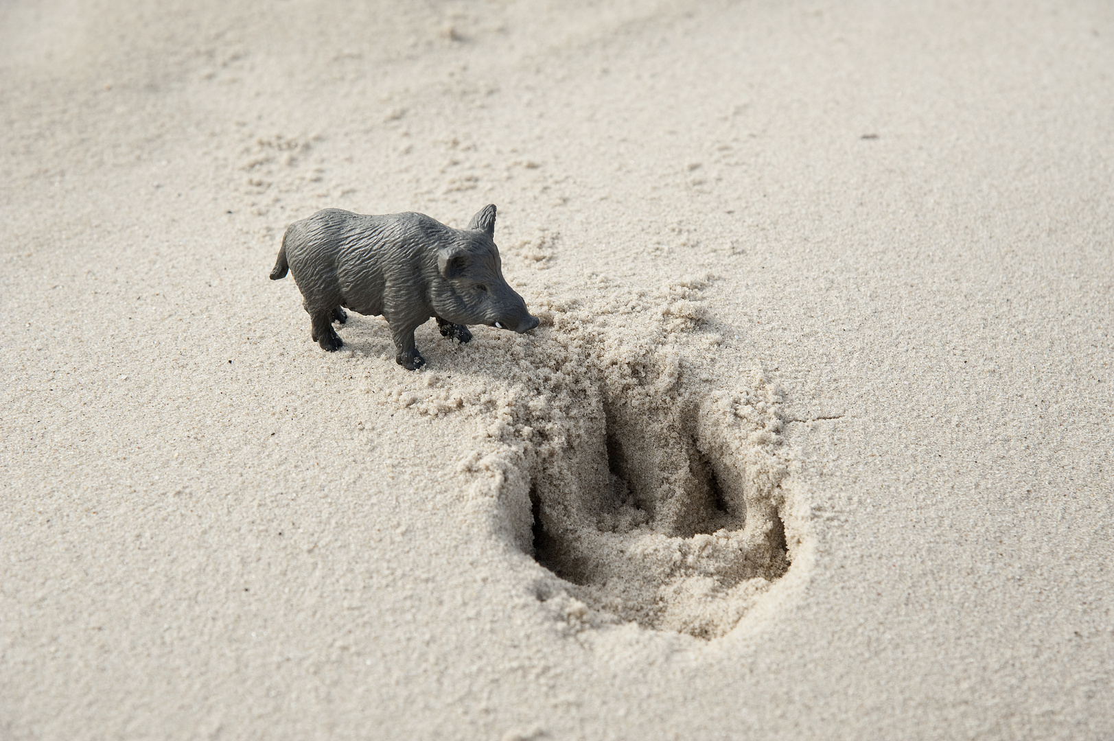 "Schweinerei am Strand" - Spurensuche