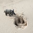 "Schweinerei am Strand" - Spurensuche