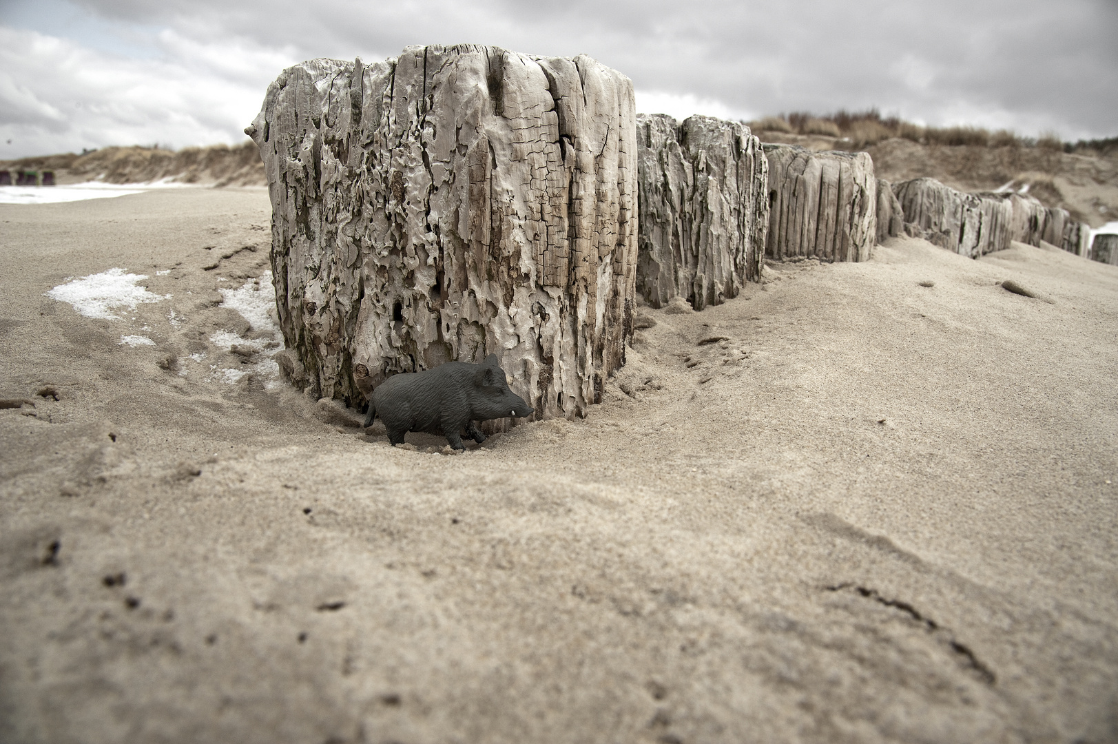 "Schweinerei am Strand" - Versteck an den Bunen