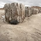 "Schweinerei am Strand" - Versteck an den Bunen