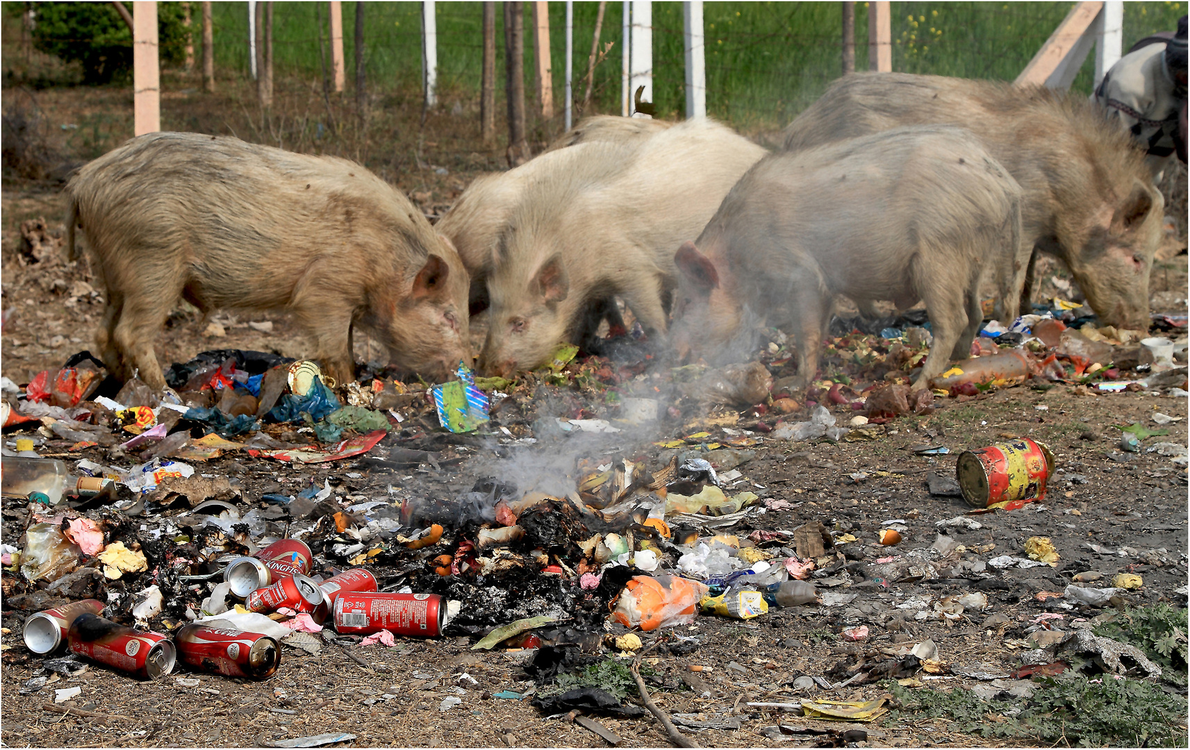 Schweinerei am Straßenrand