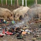 Schweinerei am Straßenrand