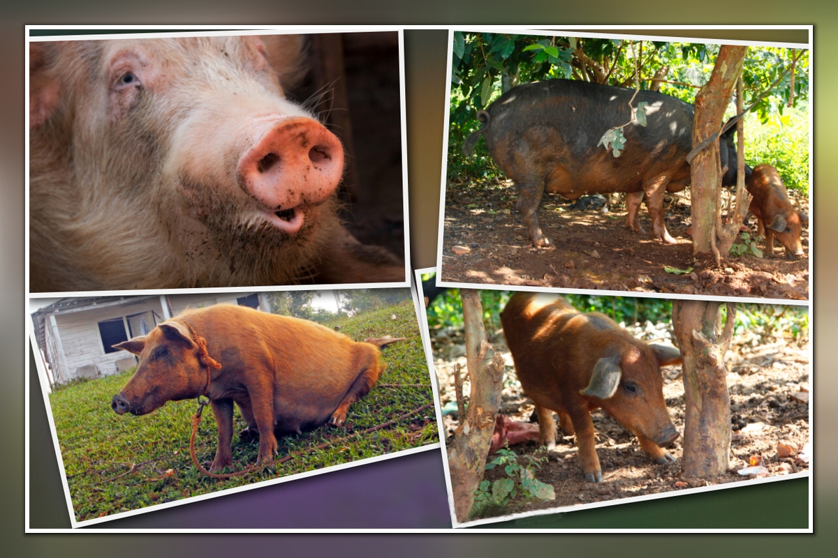 Schweinerei auf Kuba