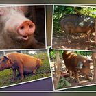 Schweinerei auf Kuba