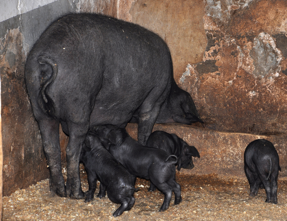 Schweinerei auf Malle