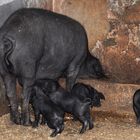 Schweinerei auf Malle