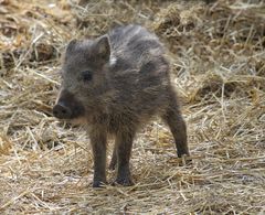 Schweinerei...