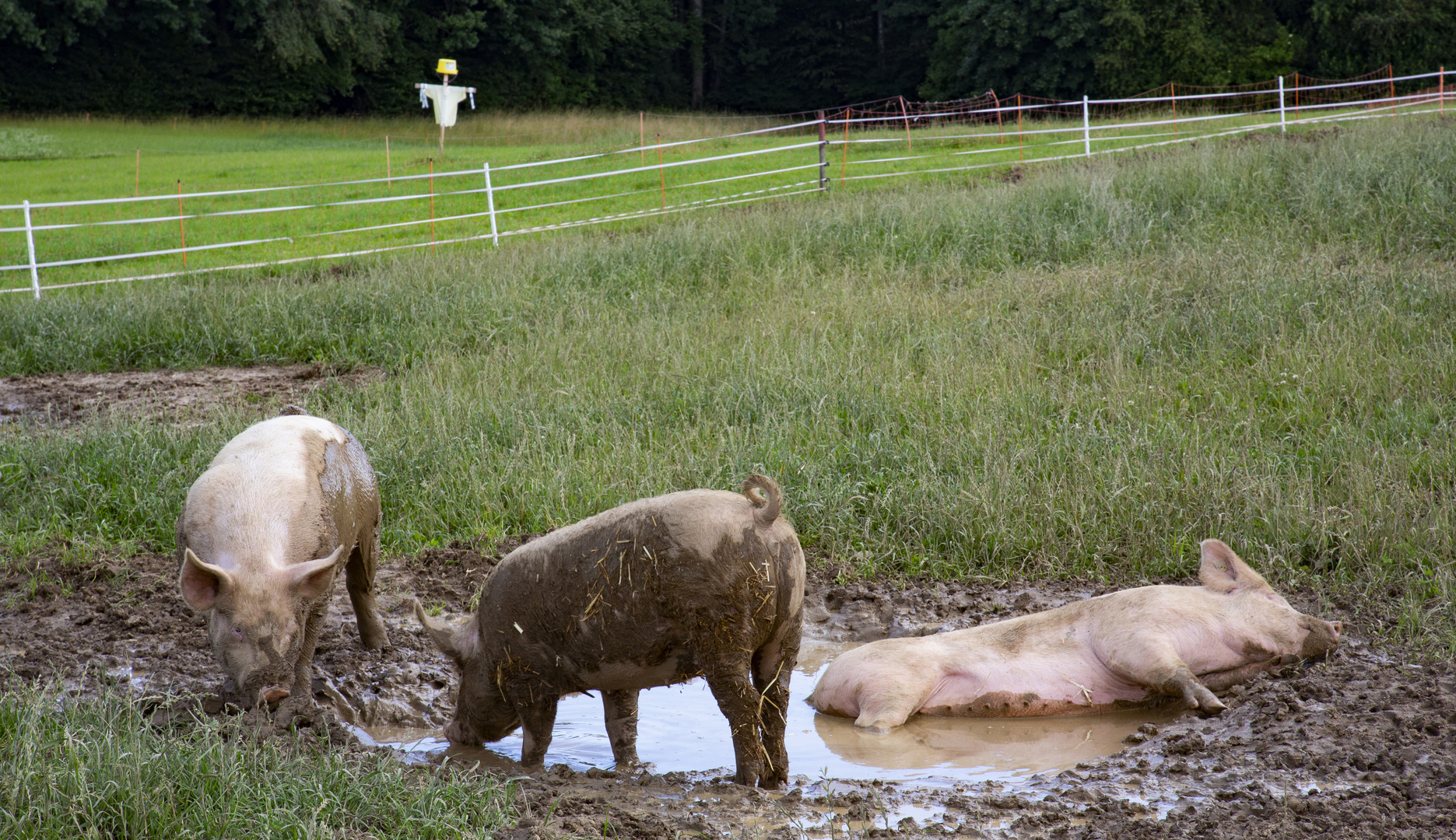 Schweinerei