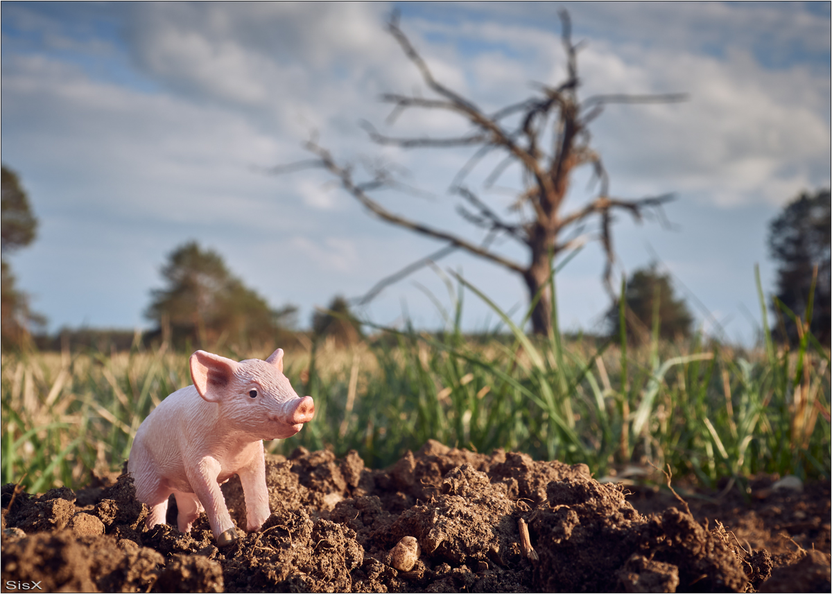 Schweinerei