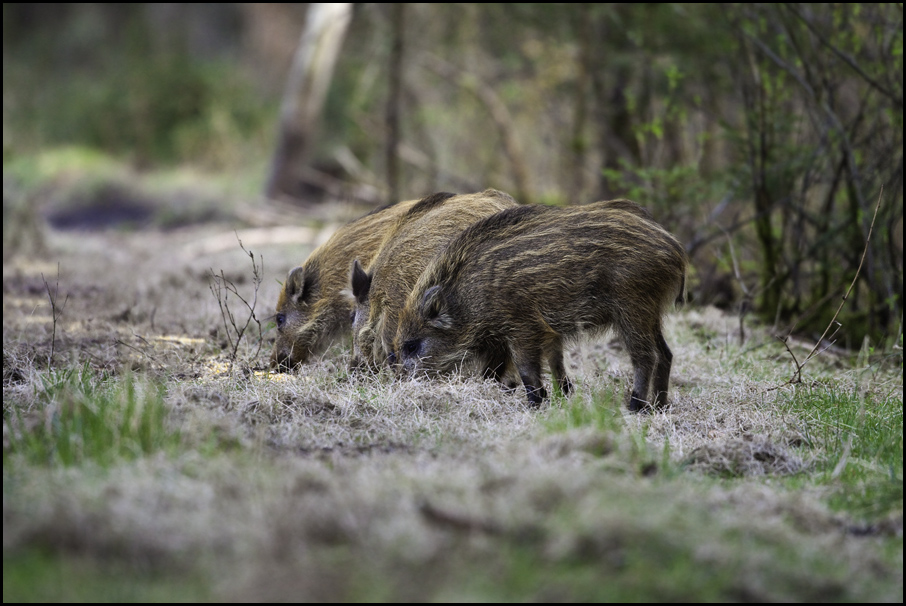 Schweinerei II