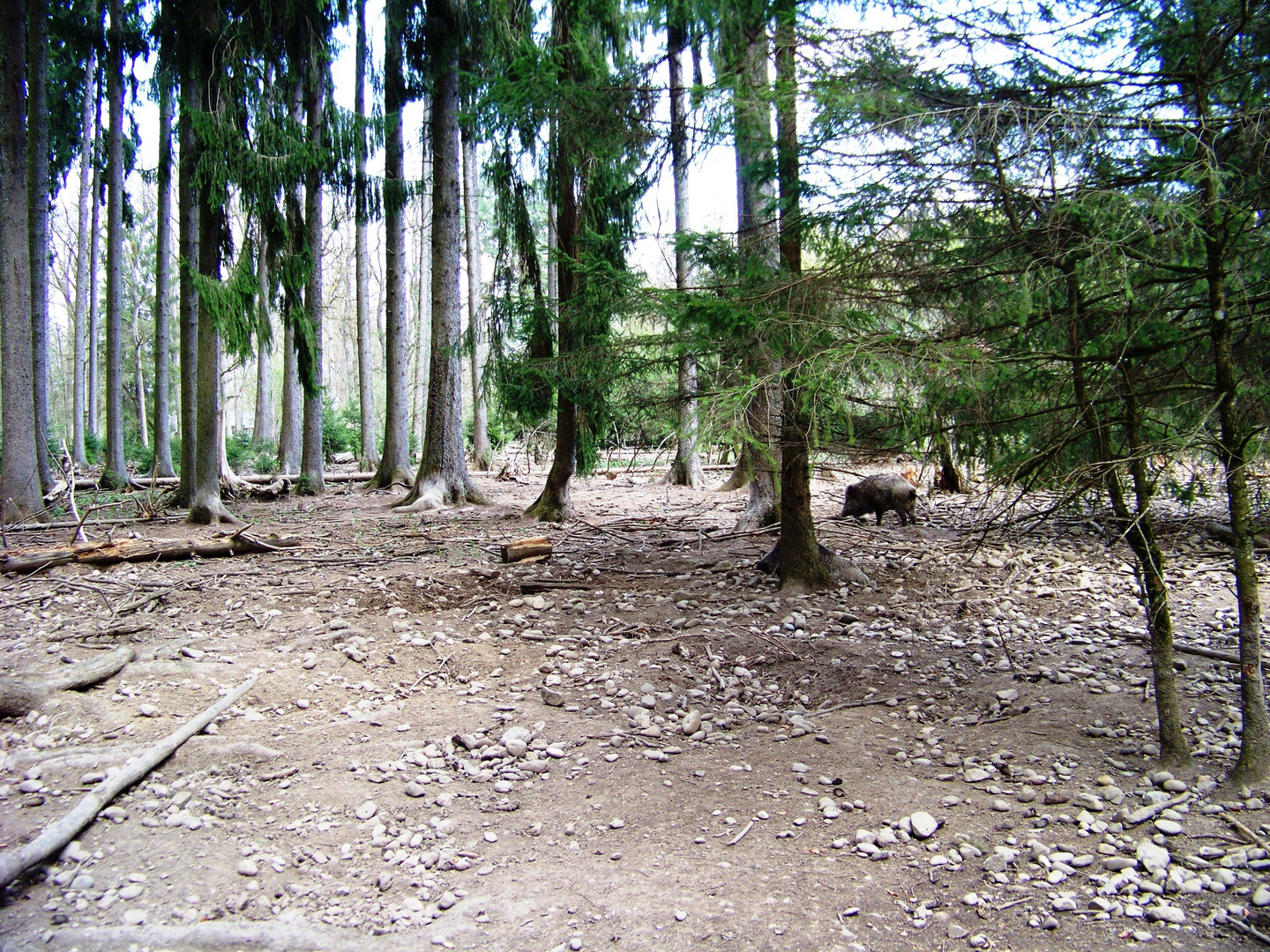 Schweinerei im Wald