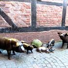 Schweinerei in Buxtehude