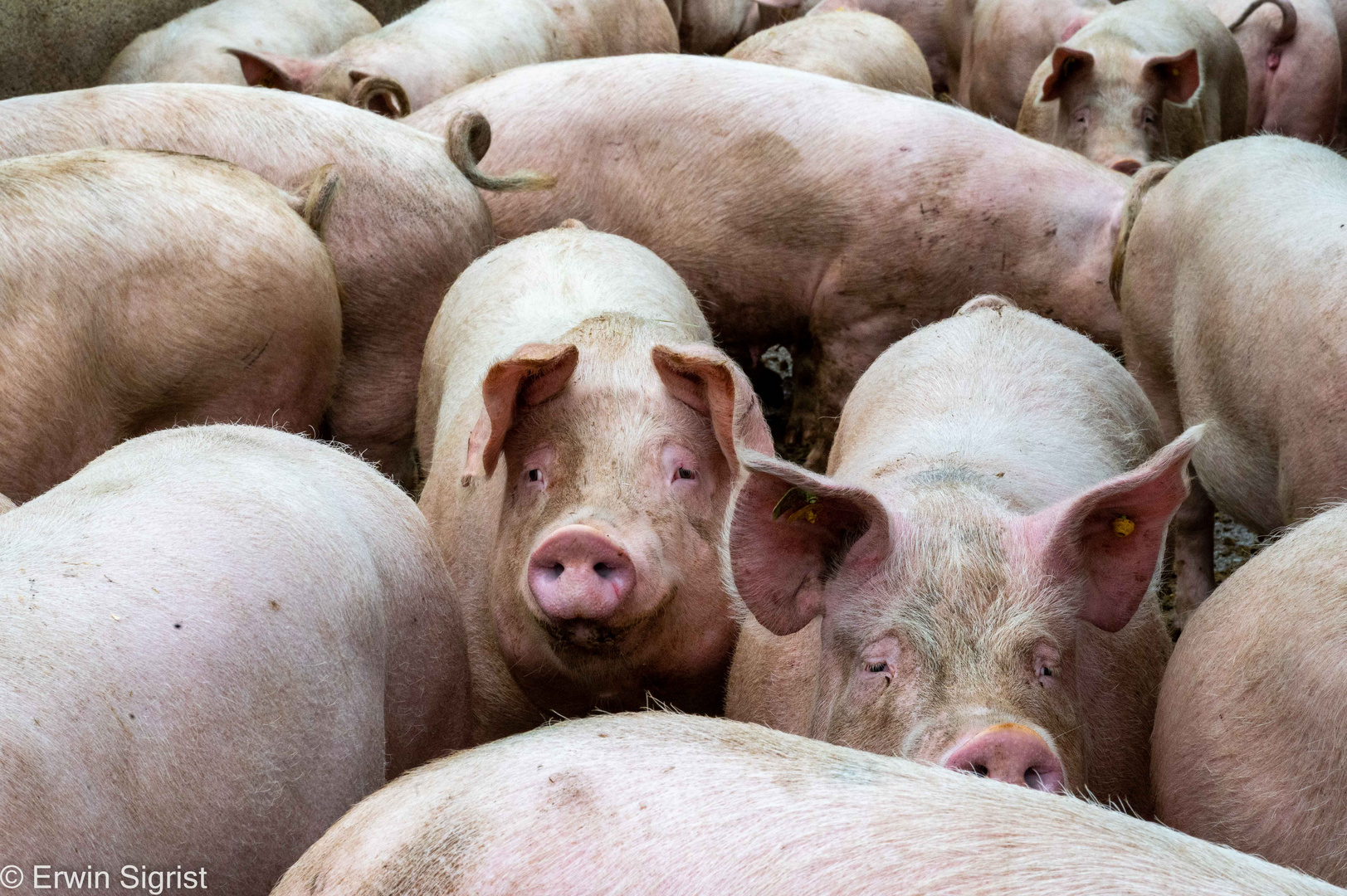 Schweinerei in Sternenberg (Schweiz)