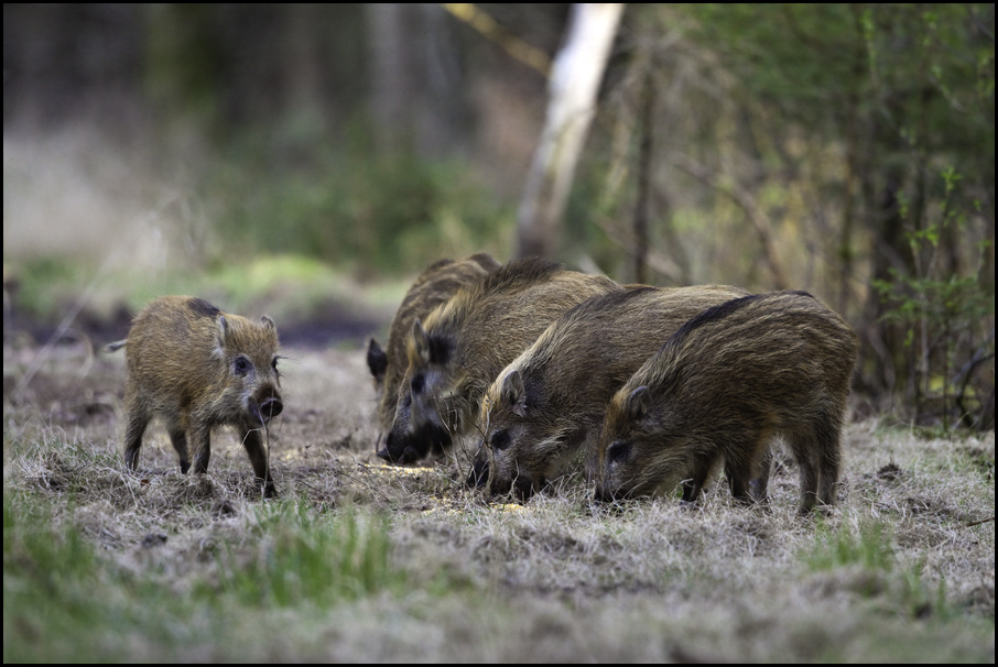 Schweinerei IV