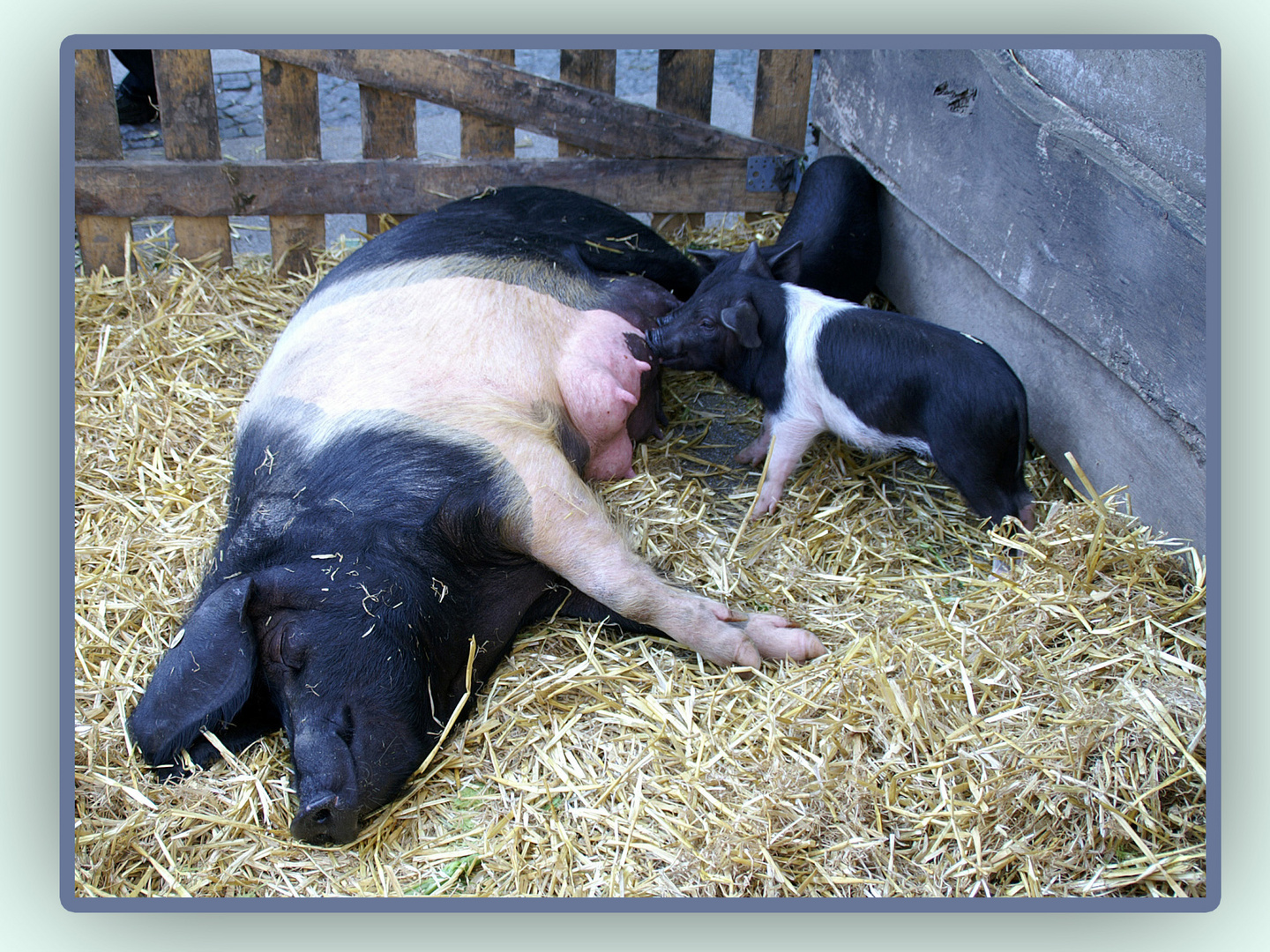 Schweinerei: Mutter und Kinder