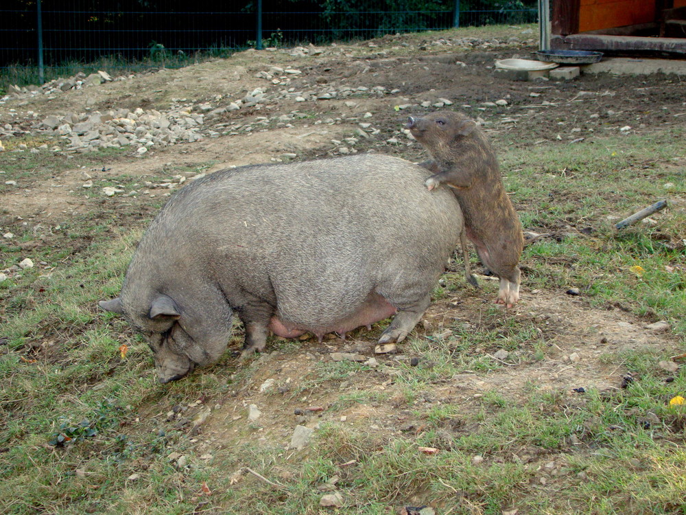 Schweinerei ... oder früh übt sich ...