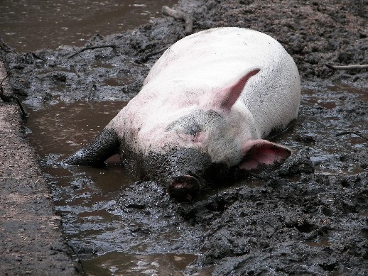 Schweinerei oder ich bin hier eh nur zur Mast