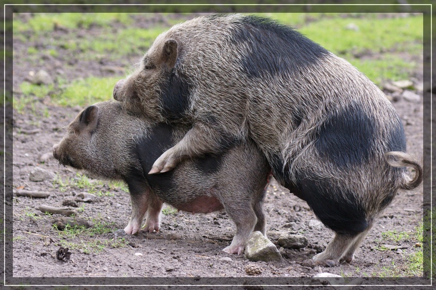 schweinerei teil 2