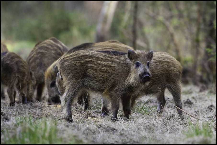 Schweinerei V