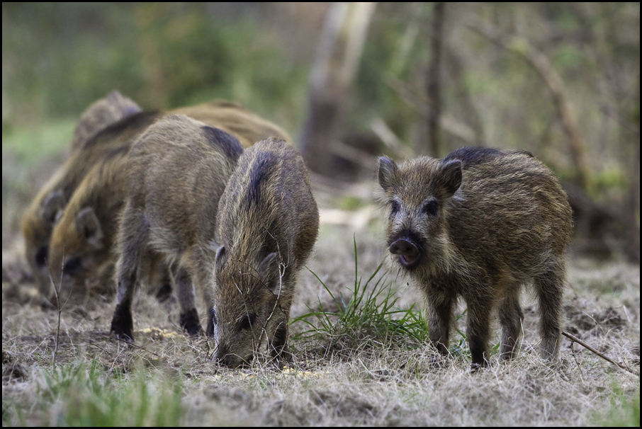 Schweinerei VI