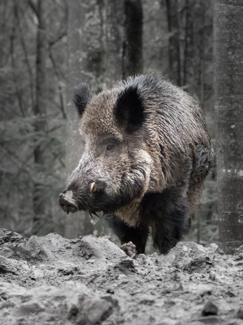 Schweinerei zum Jahresende