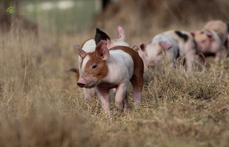 Schweinereihe