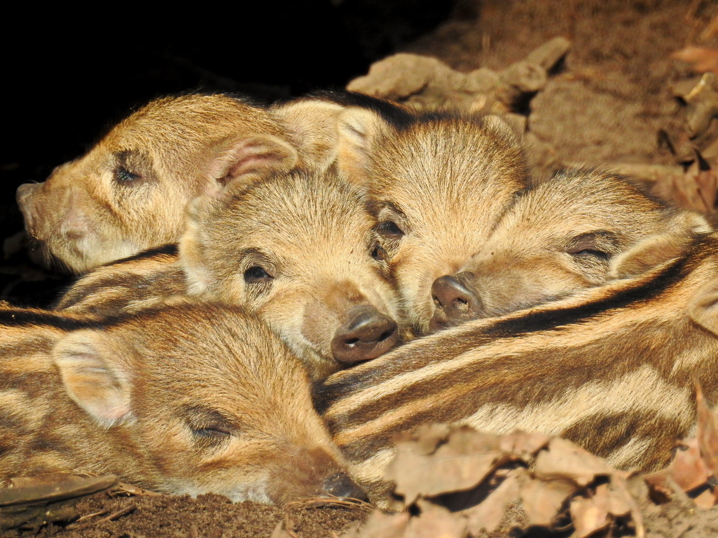 Schweineschnäutzchen.