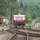 Schweineschnäuzchen auf großer Fahrt