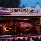 Schweinesolarium