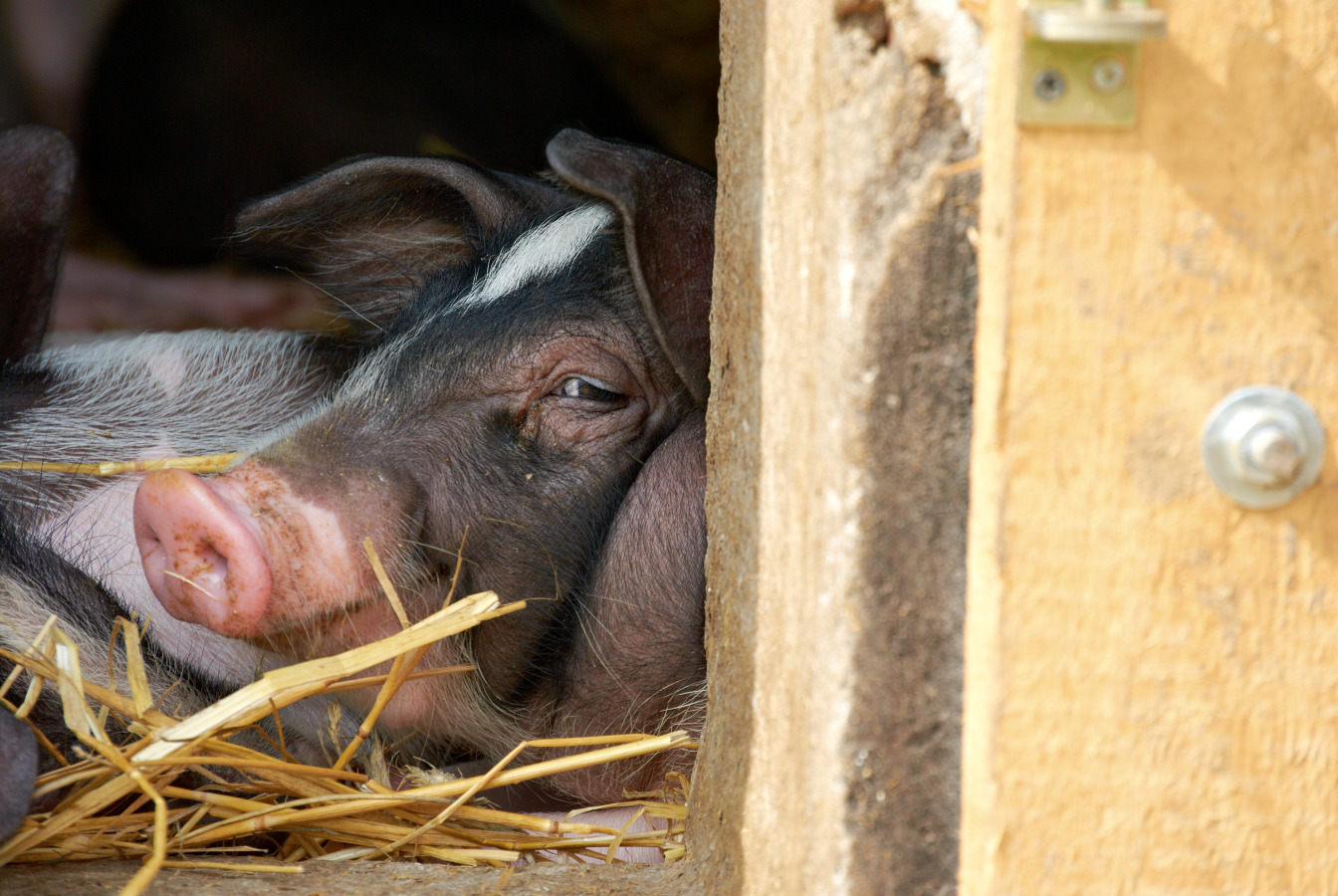 Schweinestall