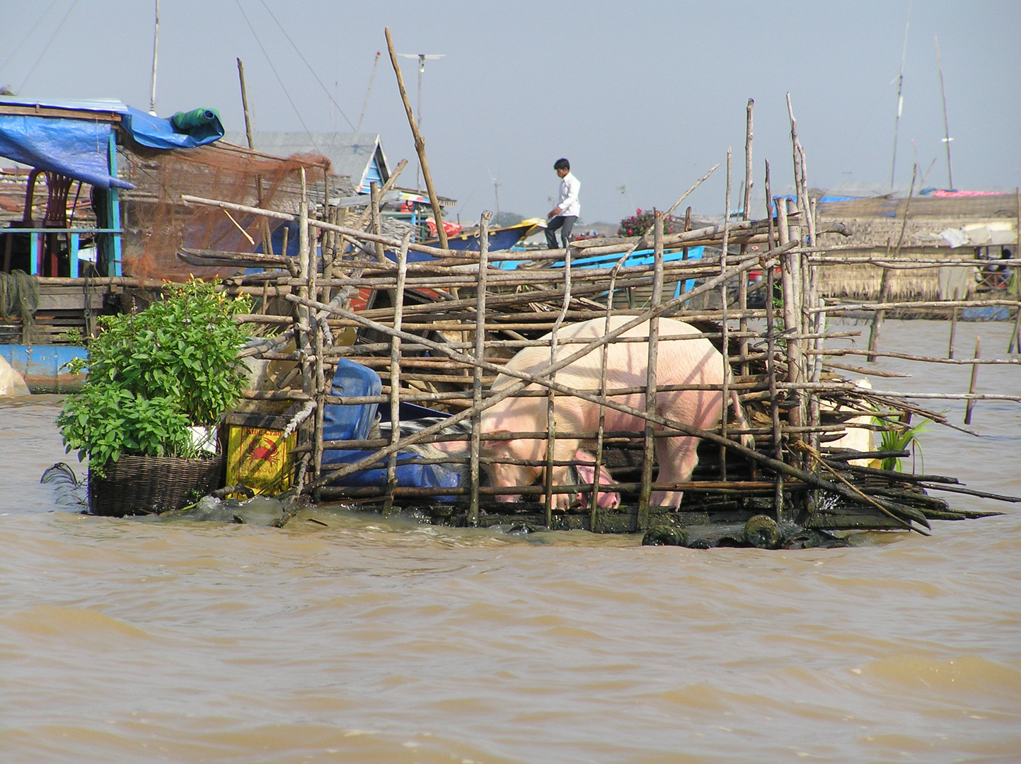 Schweinestall auf dem See