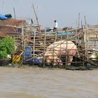 Schweinestall auf dem See