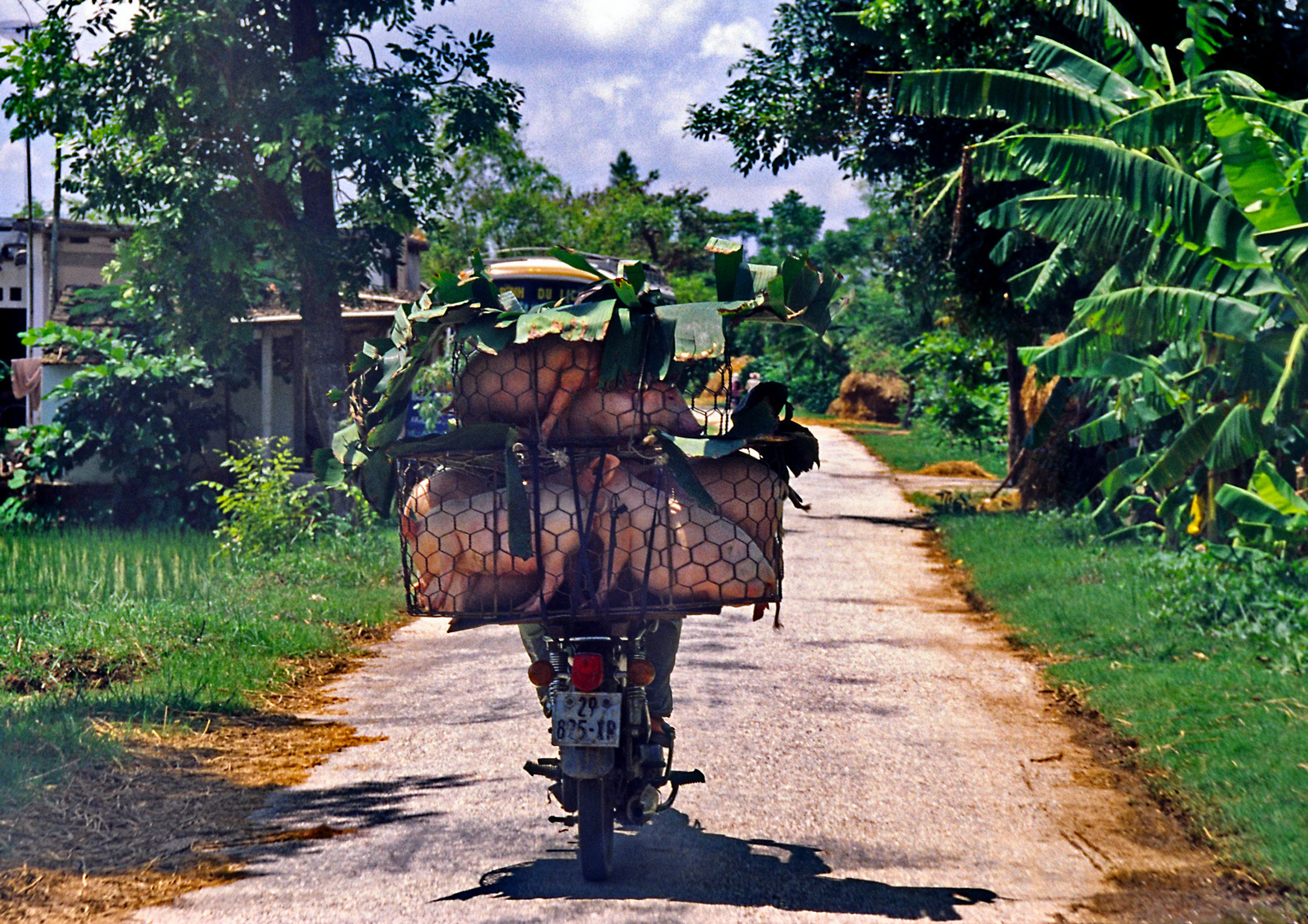 Schweinetransport