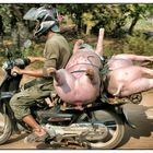 Schweinetransport