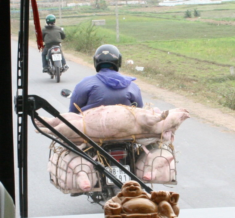 Schweinetransport
